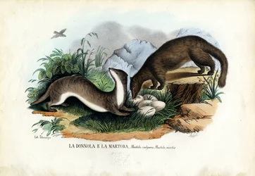 Martre des pins, 1863-79